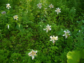 IMGP5986