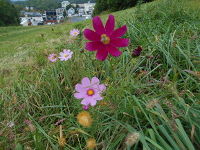 DSCN7687