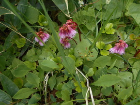 DSCN0779