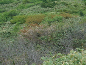 DSCN2618