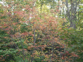 DSCN1239