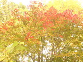 DSCN1294