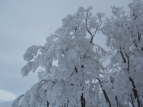 DSCN0341