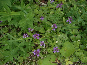 DSCN2442