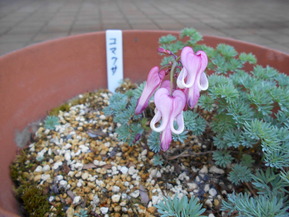 DSCN2091
