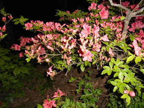 DSCN0564