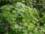 60a5a047.jpg