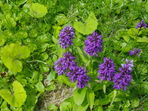 IMGP5664