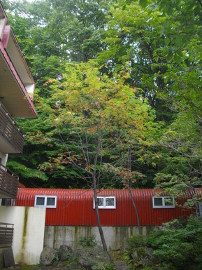 IMGP1845