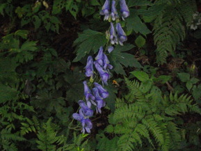 IMGP6383