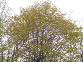 DSCN0369