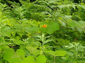 IMGP6743