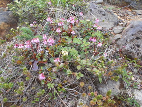 DSCN2652
