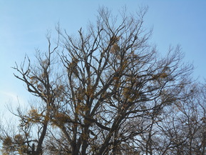 DSCN3546