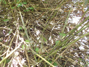 DSCN0783
