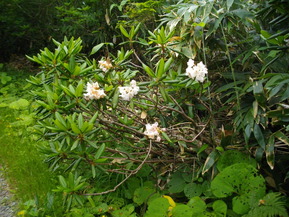 IMGP1220