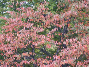 DSCN1249