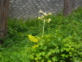 IMGP6085