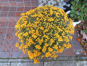 DSCN3407