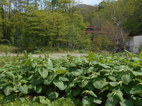 DSCN0430