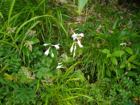 IMGP6037