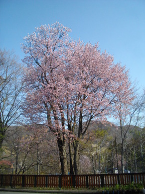 IMGP0481