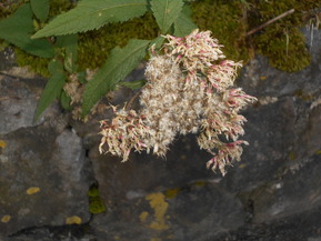 DSCN1066