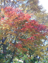 DSCN1344