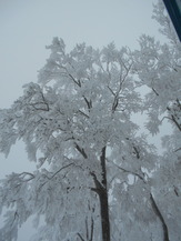 DSCN4136