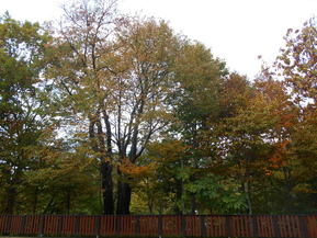 DSCN1818
