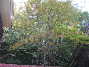 DSCN1004