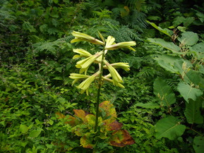 IMGP6092
