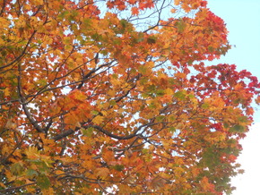 DSCN1241
