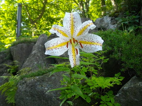 IMGP5985