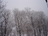 fc81cf86.jpg