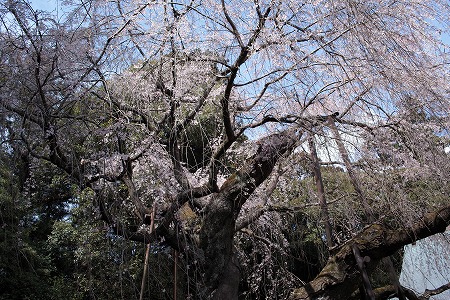 枝垂れ桜4