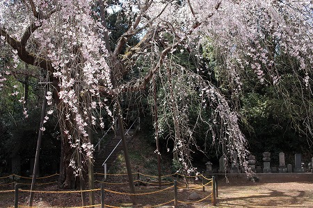 枝垂れ桜2