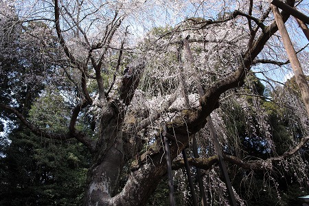 枝垂れ桜3