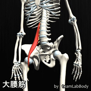 大腰筋