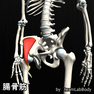 腸骨筋