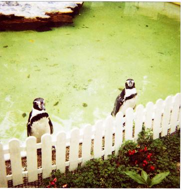 web_b_penguin