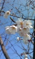 110322_085016
