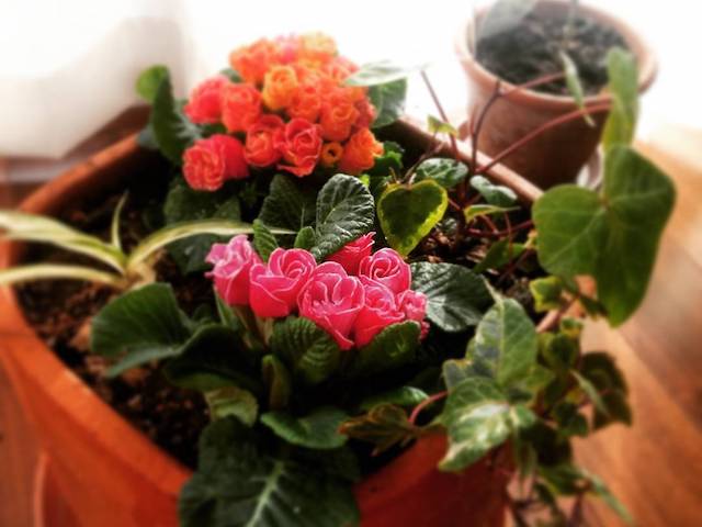 flower