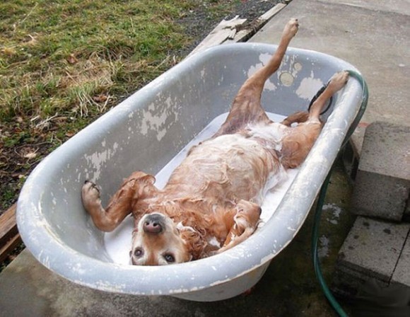 こう暑くっちゃよぅ。お風呂大好きな動物たちのきゅんかわバスタイム