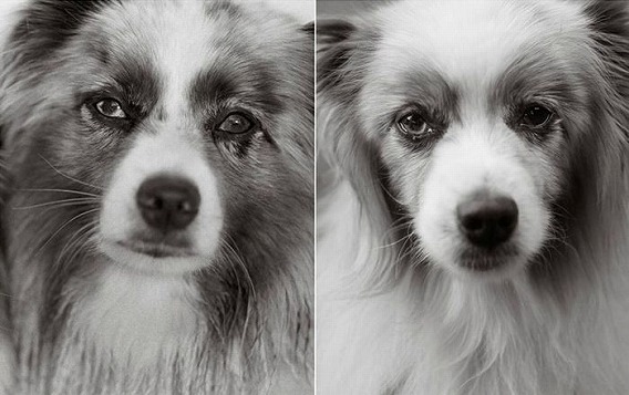old_dogs_01