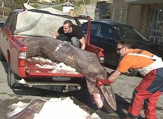 sharks_02