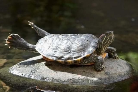 these_funny_animals_460_640_22