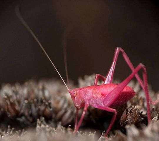 very_rare_ping_katydid_02