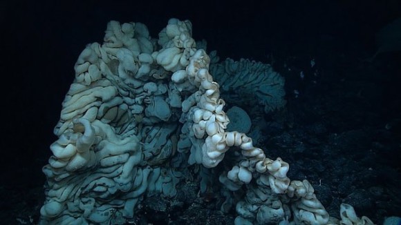 新種か！？これまでに見たこともない脳味噌のような外観をした巨大な深海生物が発見される（ハワイ沖）