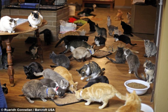 私財をなげうって、保護した1100匹の猫が安心して暮らせる場所を作った女性「キャットハウス・オン・ザ・キングス」（アメリカ）